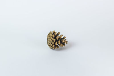 High angle view of pine cone against white background