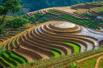 Scenic view of terraced field