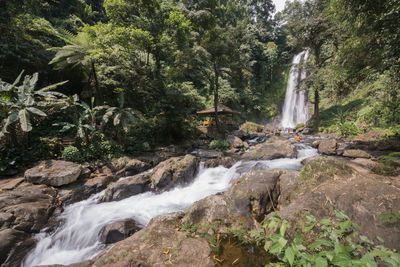 Scenic view of waterfall in forest