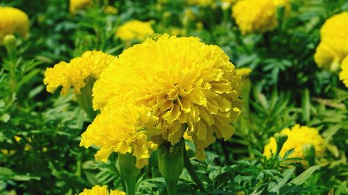 Close-up of yellow marigold blooming outdoors