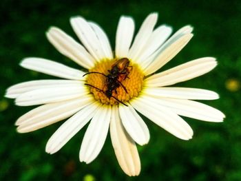 Close-up of insect on flower