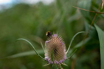 Close-up of insect on purple flower