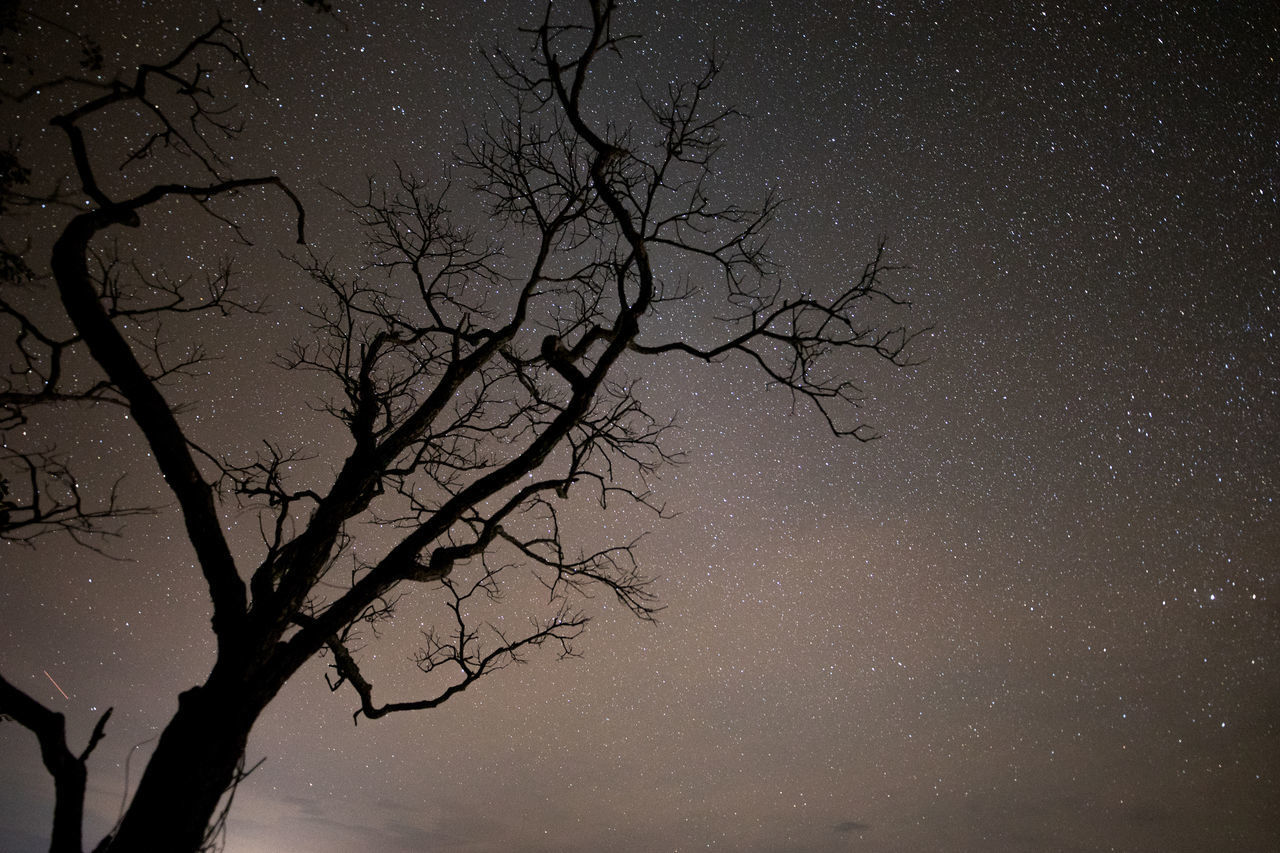 LOW ANGLE VIEW OF BARE TREE AGAINST SKY