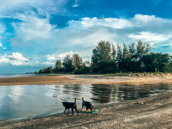 View of a dog on beach