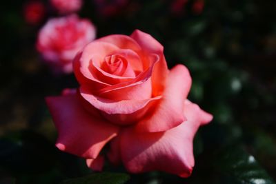 Close-up of rose