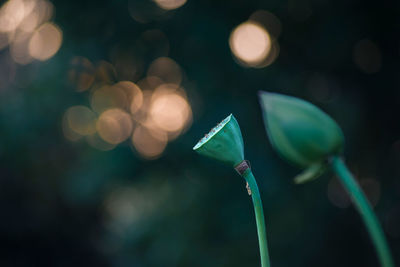 Close-up of lotus plant pods growing during sunset