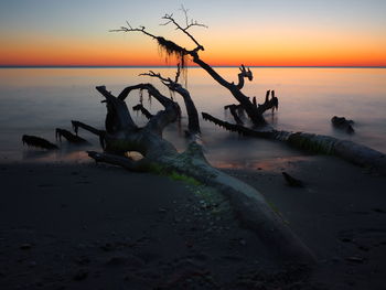 Driftwood on beach during sunset