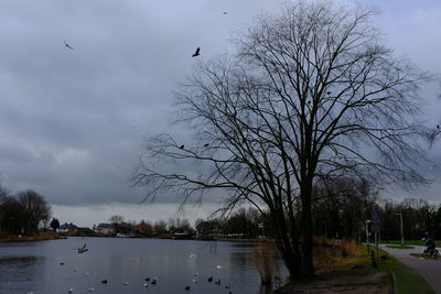 Birds flying over lake against sky