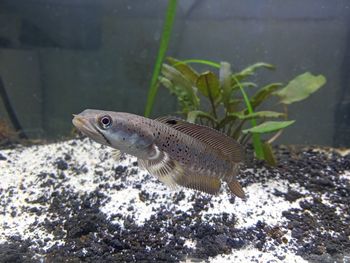 Close-up of fish swimming in aquarium