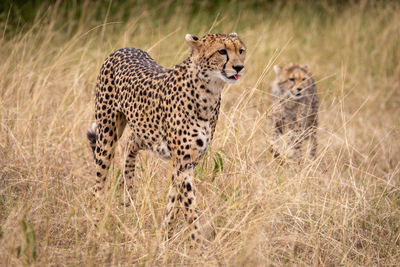 Cheetah walking on field