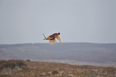 Bird flying over a field