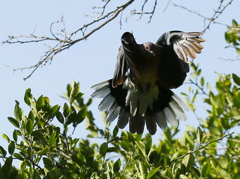 Low angle view of eagle flying against sky