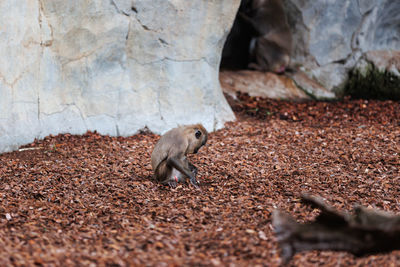 Old world monkey, family of primates known taxonomically as the cercopithecidae.