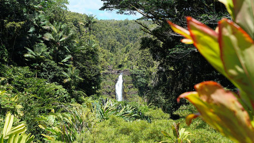 Scenic view of waterfall in forest