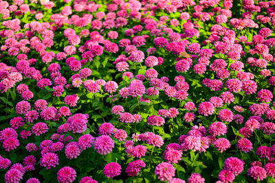 Full frame shot of pink flowering plants on field