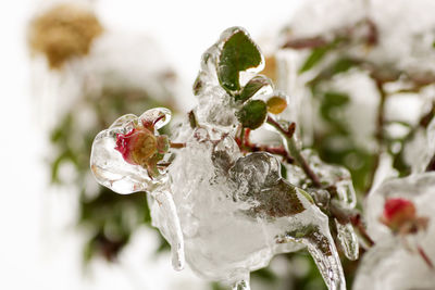 Close-up of rose plant