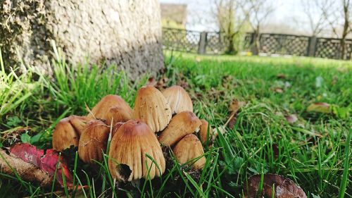 Close-up of mushroom on field