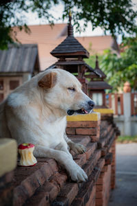 Dog looking away while standing against building