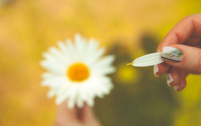 Close-up of hand holding petal