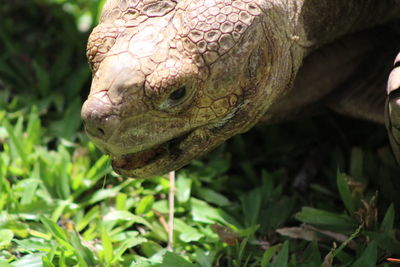 Close-up of a turtle on a field