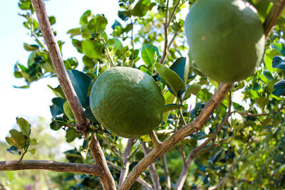 Low angle view of fruit growing on tree