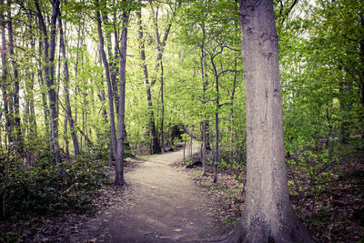 Trees growing in forest