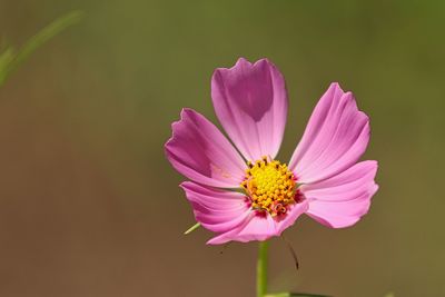 Close-up of pink cosmos flower