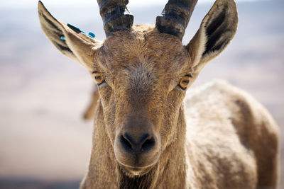 Close-up portrait of ibex