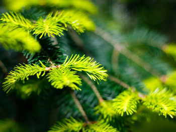 Close-up of pine tree