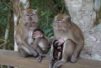 2 lactating macaque monkeys ladies