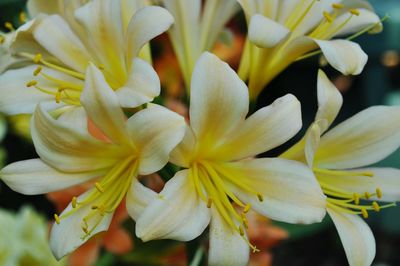 Close-up of yellow flowers