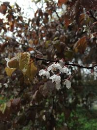 Close-up of leaves on twig