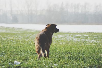 Dog standing on field