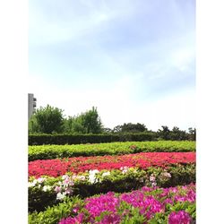 Pink flowers blooming on field