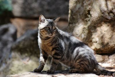 Close-up of cat sitting on rock