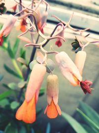 Close-up of flowers