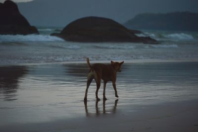 Dog on beach