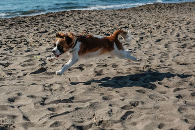 Dog on beach