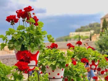 Close-up of red flowering plants