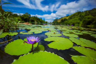 Lotus water lily in lake