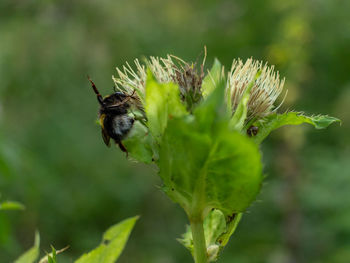 Close-up of bee pollinating flower