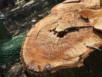 Close-up of tree stump