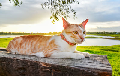 Cat lying on wood against sky