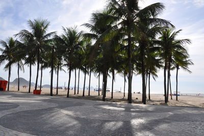 Palm trees on beach against sky