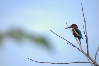 Close-up of bird perching on tree against sky