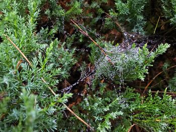 Close-up of spider web on plants