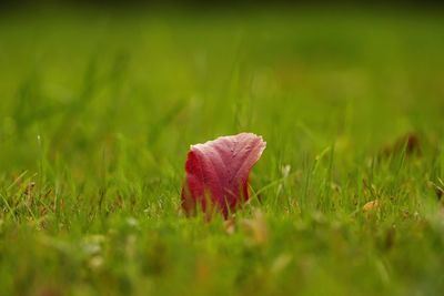 Close-up of dry red leaf on field