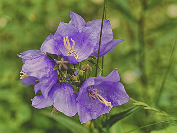 Close-up of purple flower