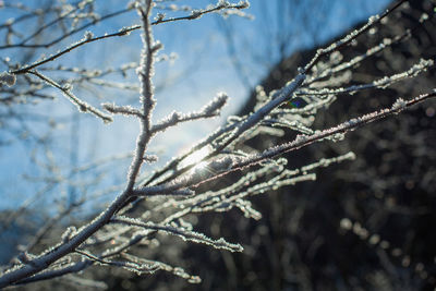 Close-up of frozen plant