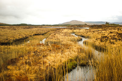 Scenic view of swamp against cloudy sky